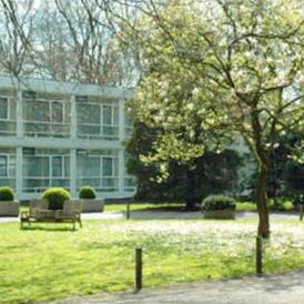 Golden_tulip_Amersfoort-Amersfoort