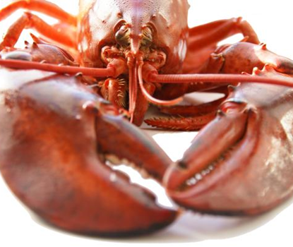 Download Hotel De Boekanier Vrouwenpolder Secure Reservations For iPhone Free Wallpaper Hotel De Boekanier Vrouwenpolder Secure Reservations Desktop Wallpaper